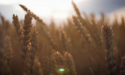 La guerra del grano minaccia il prezzo della pasta