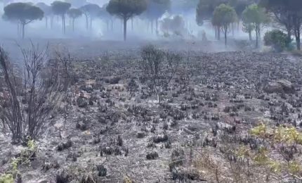 Incendi a Palermo, le immagini della devastazione