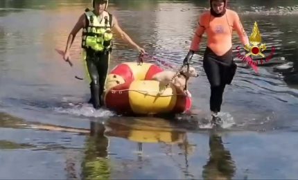 Vigili del fuoco salvano cane in pericolo sul fiume Serchio a Lucca