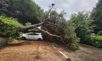 Bomba d'acqua in Brianza, a Bernareggio pino cade su auto in sosta