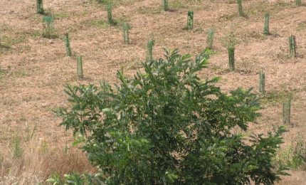 Da Arbolia un nuovo bosco urbano nel Bergamasco