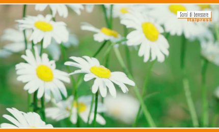 Sorsi di benessere - Una tisana fredda per un ventre piatto