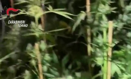 Coltivavano marijuana, denunciata una famiglia nel Torinese