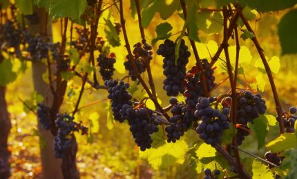 Vendemmia, produzione in calo