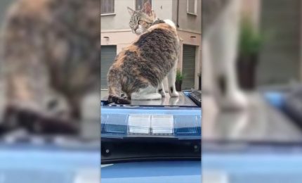 Festa del gatto, giro in volante per la mascotte della polizia Romina