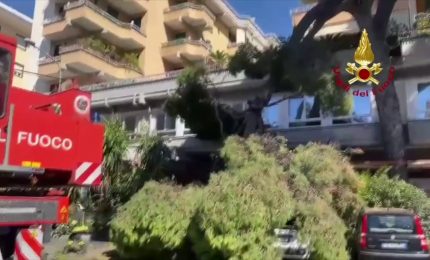 Cade un albero a Imperia, ferita una passante