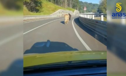 Asino e due cavalli vagano su statale in Liguria, cantoniere li salva