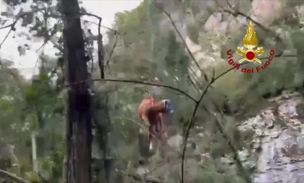 Due vitelli scivolano in un canalone, recuperati con l'elicottero