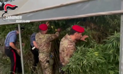 Mille piante di marijuana rinvenute nel reggino
