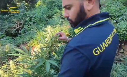 Tre coltivazioni di marijuana scoperte tra i boschi a Lamezia Terme