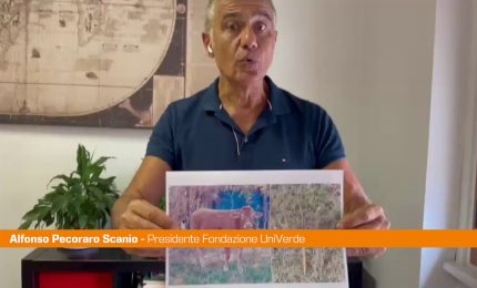 Mucche uccise, Pecoraro Scanio "Contro orrore subito azioni decise&rdquo;