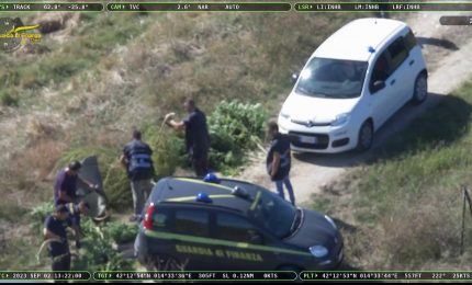 Piantagione di marijuana sequestrata in provincia di Chieti
