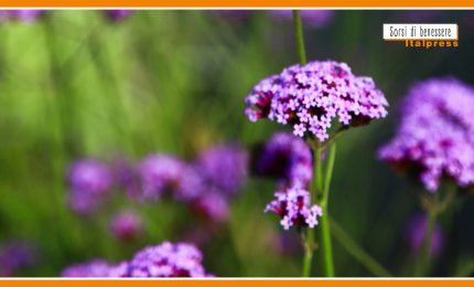 Sorsi di benessere - Autunno in arrivo? Ecco la tisana della sera