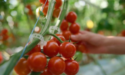 Biologico, le vendite aumentano del 9% nel 2023