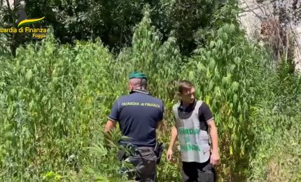 Foggia, scoperta piantagione di marijuana vicino alla stazione