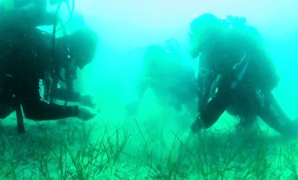 Marevivo, ripopolati 100 mq di cymodocea nodosa nel Golfo di Trieste