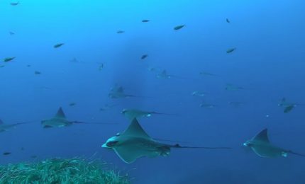 Nuove aree per squali e razze, docente UniPa nel team di 160 ricercatori