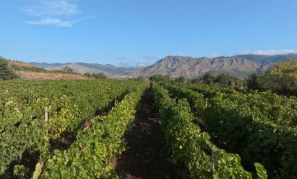 Turismo enologico, ricavi in aumento del 67%