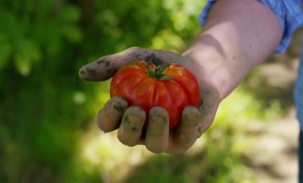 Bio, più ettari assicurati nel 2022