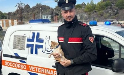 Cagnolino lasciato in auto salvato dai Carabinieri a Catania