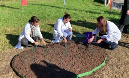 Humanitas, &ldquo;Tulipani per la ricerca&rdquo; contro il tumore al pancreas