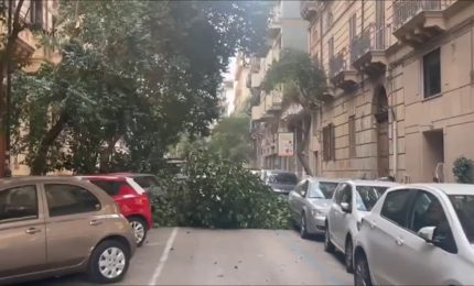 Alberi caduti per il forte vento a Palermo