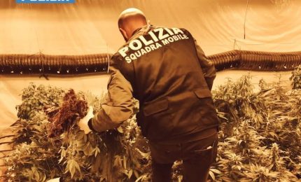 Polizia sequestra 140 kg di marijuana, arrestato 76enne a Niscemi