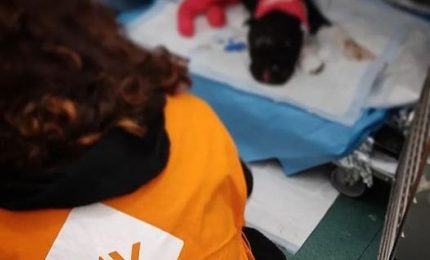 E&rsquo; morto Aron, il cane legato e bruciato vivo a Palermo