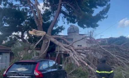 Maltempo a Palermo, cos&igrave; il vento spezza un grosso albero