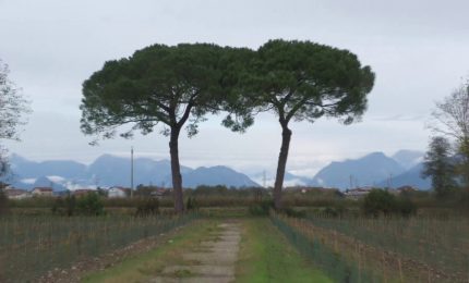 Dal Pnrr 113 milioni per il piano forestazione in 14 citt&agrave;