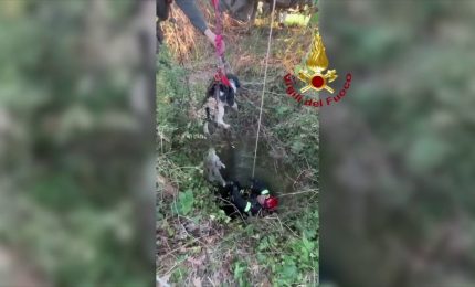 16 metri sotto terra, un cane finisce in un pozzo. Cos&igrave; lo salvano