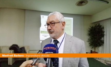 Barbera &ldquo;Produzione di olio dimezzata nel 2023 e prezzi triplicati&rdquo;