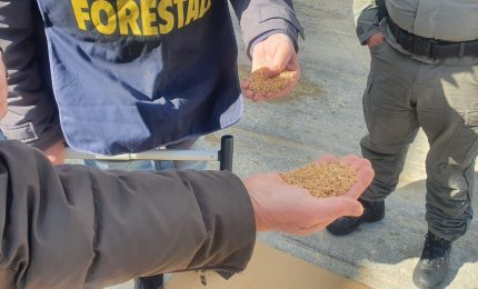 La Regione intensifica i controlli sul grano estero in arrivo a Pozzallo