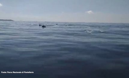 Il ballo dei delfini a Pantelleria