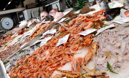 Blitz contro il mercato abusivo del pesce nel Trapanese, multe e sequestri