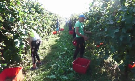 Agroalimentare, il 50% della manodopera &egrave; di origine straniera