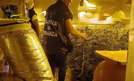 Napoli, scoperto laboratorio clandestino per coltivazione di marijuana