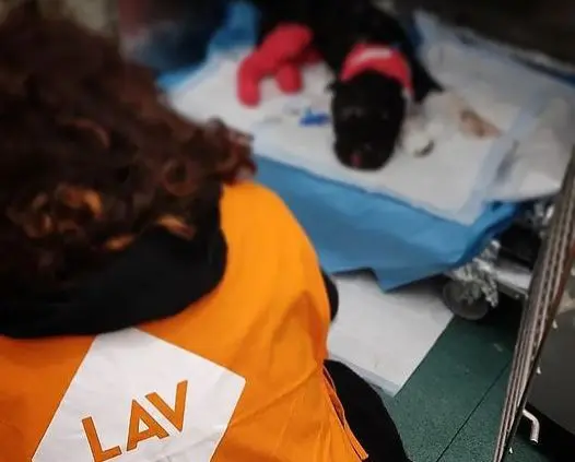 Uccise cane Aron a Palermo, non potr&agrave; pi&ugrave; possedere animali