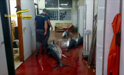 Sequestrate 10 tonnellate di pesce non tracciato nel Palermitano