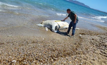 Rimossa carcassa di vitello di 6 quintali in spiaggia a Palermo, Ferrandelli &ldquo;Subito ripristinata salute pubblica&rdquo;