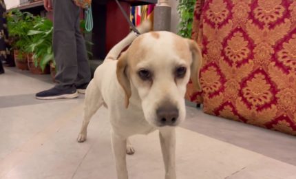 La penna d'oca del Campidoglio, un premio per chi rispetta gli animali