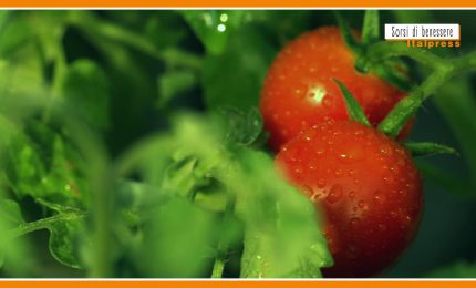 Sorsi di benessere - Il pomodoro "Re" dell'estate