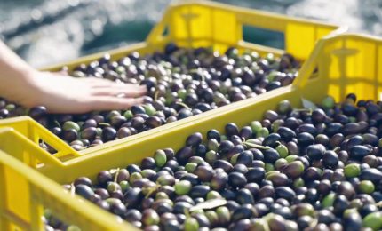 Agroalimentare, alle imprese agevolazioni per 11 milioni