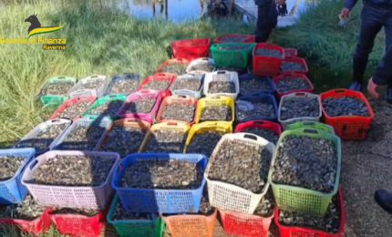 Ravenna, sequestrate vongole e 6 imbarcazioni per bracconaggio ittico