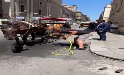 A Palermo "docce" pubbliche per salvare i cavalli dal caldo