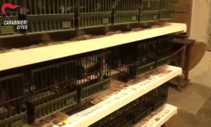 Maxi operazione antibracconaggio con sequestri in varie regioni