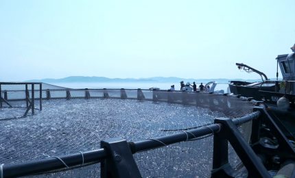 Per l'itticoltura italiana ancora margini di crescita