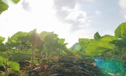 Agricoltura, 500 milioni per il rilancio del settore