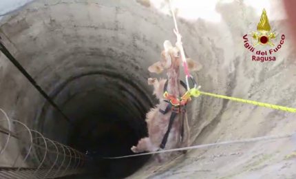 Una capra cade in un pozzo profondo 15 metri, le immagini