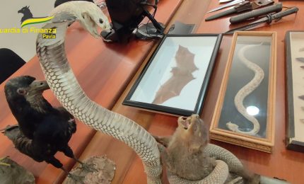 Vendeva online residuati bellici, sequestrata collezione armi